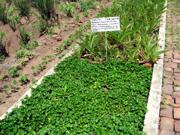 A plot of medicinal plants